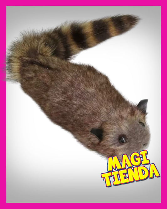 Raccoon